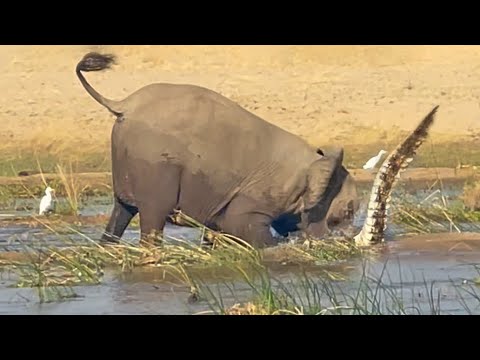 ELEPHANT KILLS CROCODILE