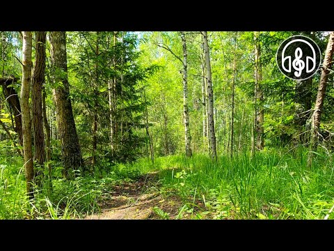 Relaxing birdsong in the morning forest. The best bird song.