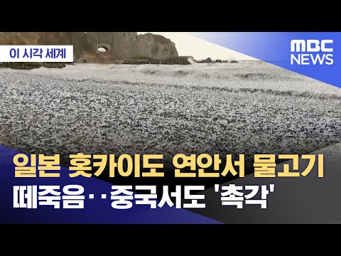 [이 시각 세계] 일본 홋카이도 연안서 물고기 떼죽음‥중국서도 '촉각' (2023.12.11/뉴스투데이/MBC)