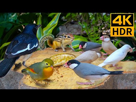 Cat TV for Cats to Watch 😺 Playful Chipmunks Squirrels and Birds Up Close 🐿 12 Hours 4K HDR 60FPS