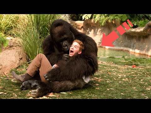 What a gorilla did to a man in the jungle shocked the whole world!