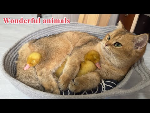 I was moved to tears.The magical and lovely cat takes care of the duckling as her own child❤️