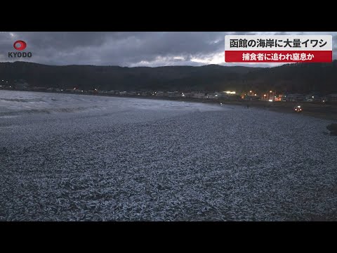 【速報】函館の海岸に大量イワシ 捕食者に追われ窒息か