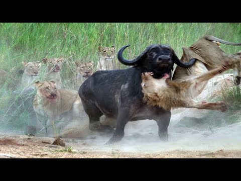 Amazing Africa! The most dangerous animals of the continent!