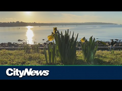 Plants, flowers bloom early around Vancouver