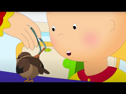 Caillou and the Injured Bird | Caillou Cartoon