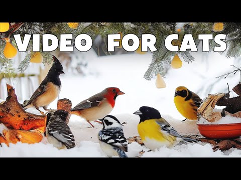 Video for Cats to Watch 🦆 The Bird Fell Asleep During the Party &amp; Birdsong Sounds
