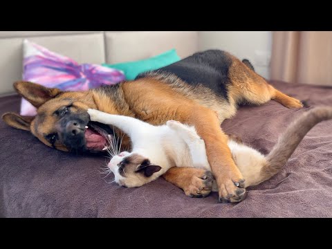 German shepherd and cat play in their owners' bed