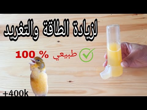 هذا هو الفيتامين المسؤول عن زيادة الطاقة والتغريد عند الكناري والحسون