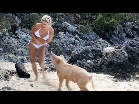 When Animals Go Crazy | Funny Animals Fails 2023