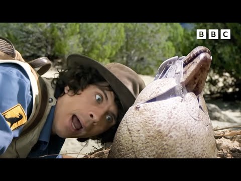 Allosaurus and Dragonfly | Andy's Dinosaur Adventures | Andy's Amazing Adventures