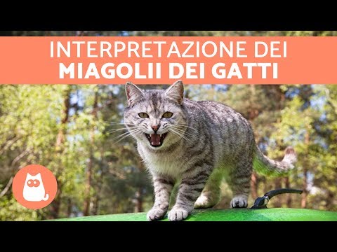 11 VERSI dei gatti: SIGNIFICATO e cosa ti vuole dire