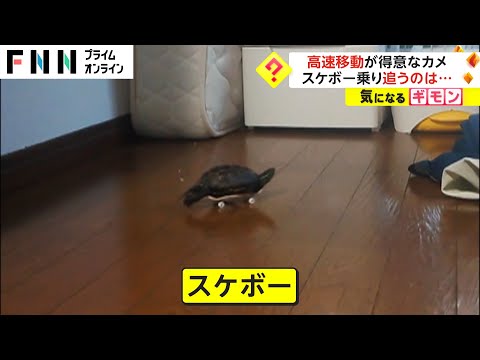 高速移動が得意なカメ　スケボー乗り、追うのは...