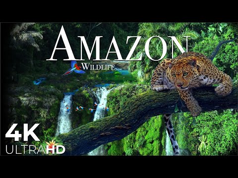 AMAZON Wildlife 4K &bull; Rainforest Relaxation Film - Nature Video UltraHD