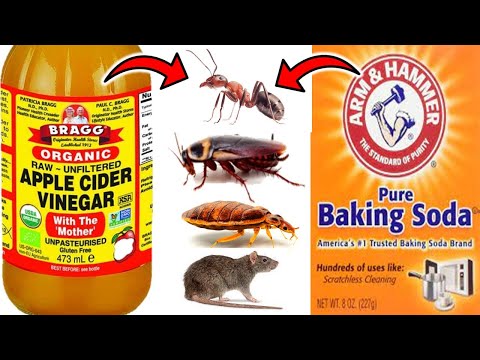 7 Effective Ways to Kill Pests with Baking Soda and Vinegar