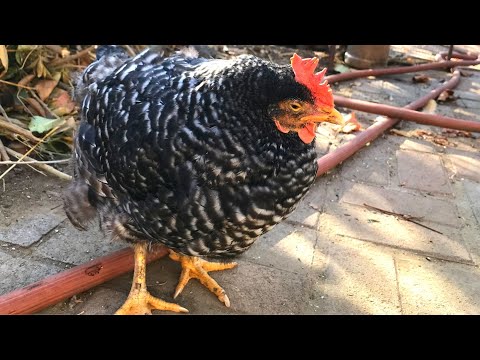 How to Heal a Dying Chicken in 5 Minutes