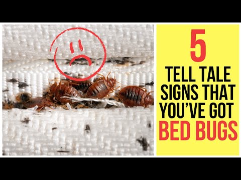 5 Tell Tale Signs That You've Got BED BUGS!