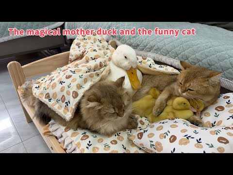 The cat is surprised!The duckling abandoned the mother duck, but the mother duck was not angry!funny