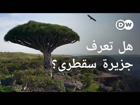 وثائقي | سقطرى اليمنية - جزيرة كنوز خضراء بين اليمن والصومال | وثائقية دي دبليو