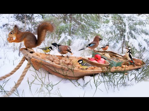 The Traveling Bird Feeder - In the Forest of Jays | Relax With Squirrels &amp; Birds ( 1 Hour )