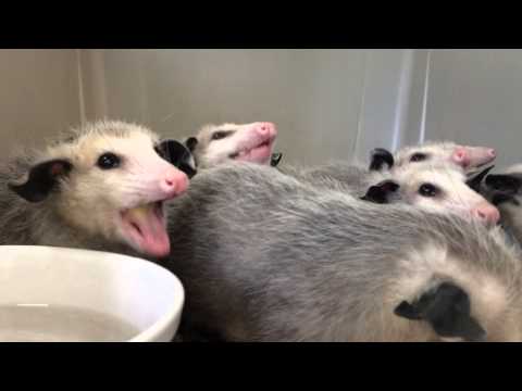 Opossums eating bananas