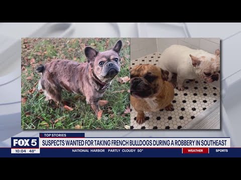 French Bulldogs stolen during robbery in Southeast DC