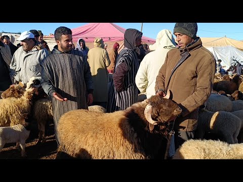 مباشرة من إثنين الحاجب 22/1/2024 مع أثمنة الخروف البرݣي والنبات وخروفة وحولي فرجة ممتعة