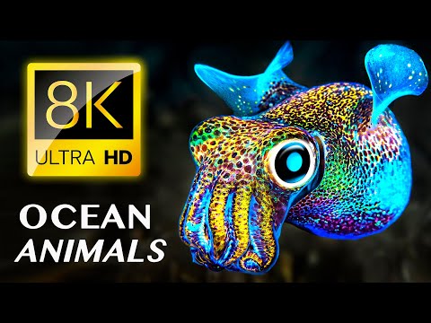 Enchanting Creatures of the Ocean 8K VIDEO ULTRA HD