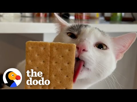 Cat Hates White Claw Cans But Loves Licking Graham Crackers | The Dodo