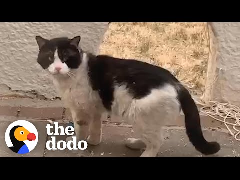 Woman Watches Her Neighbors Abandon Their Cat | The Dodo