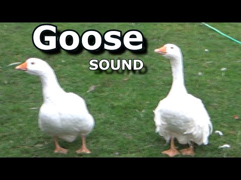 Goose Sounds  ~ The Sound a Goose Makes ~ Learn Animal &amp; Bird Sounds