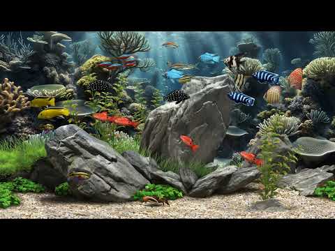 Dream Aquarium - 30 Minutes of Relaxation