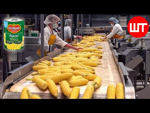 How Canned Corn Is Made | Modern Corn Harvesting Technology | Food Factory