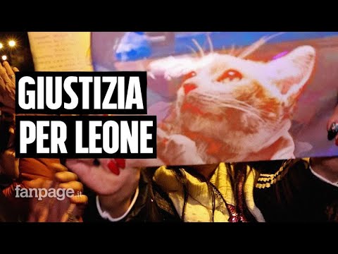 Giustizia per Leone, il gattino scuoiato vivo ad Angri: cittadini e attivisti in piazza