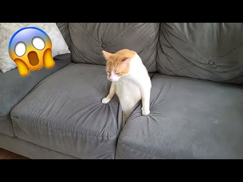 You Laugh You Lose 🤣 Funniest Cats and Dogs 2024 😸🐶 Part 27