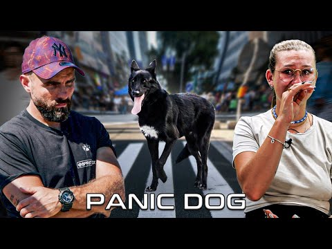 Ce CHIEN-LOUP est TERRORIS&Eacute; par la VIE ! - Panic Dog Ep13