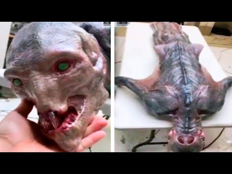 Scientists Finally Found An Alien In Mexico And See What Happened Next...