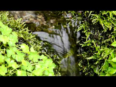 【自然音】せせらぎと野鳥のさえずり - Nature Sound