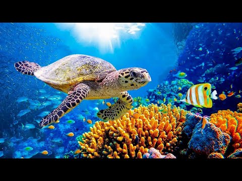 Relaxing Music to Relieve Stress, Anxiety &amp; Depression 🐬 Mind, Body &amp; Soul Healing