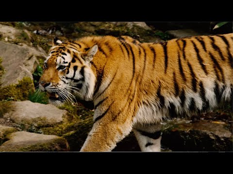 La tigre siberiana