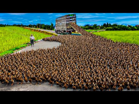 How to Raising Millions of Duck on Rice Field For  Meat - Free range Duck Farming Technique