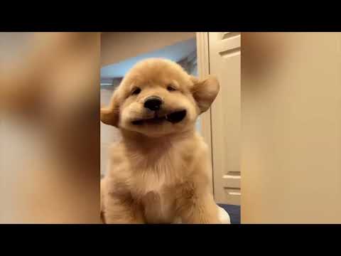 1 Hour Of Funniest Animals 😅 2023 New Funny Cats and Dogs Videos 😸🐶