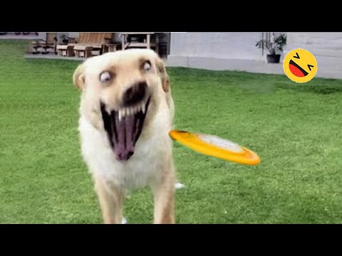 Funniest Dogs And Cats Videos 😅 - Best Funny Animals Videos 2023😇 #6