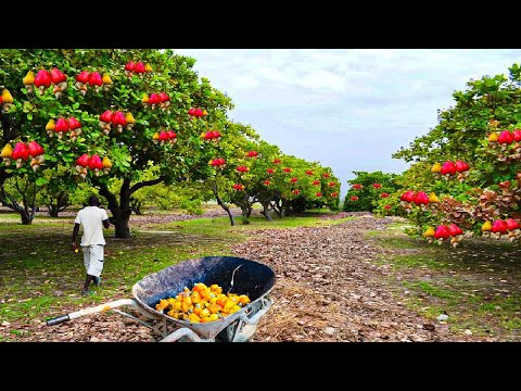 How Asian Farmer Harvesting Cashew Nuts and Processing in Modern Factory - Cashew Farming Technique