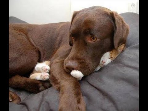 😺 Doggie, bring the cat back! 🐶 Funny video with dogs, cats and kittens! 🐱