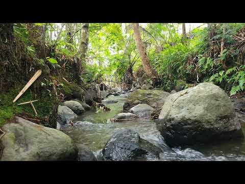 Forest Water Sounds for Sleeping - Calm River Water Relaxing Nature Sound - StopAnxiety &amp; DeepSleep