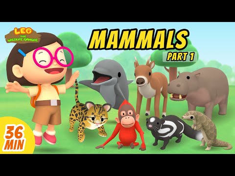 Mammals Minisode Compilation (Part 1/5) - Leo the Wildlife Ranger | Animation | For Kids