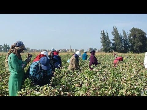 الشرقية .. جنى ١٢٥٠٠ فدان من محصول القطن  .. تقرير ومتابعة / مروة منير