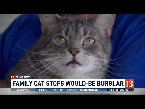 Cat stops would-be burglar | 'Binky went after him'