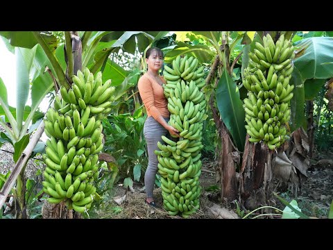 FULL VIDEO: 38 Days Go to Market Sell, Harvest Big Bunch Of Bananas Go To Countryside Market Sell